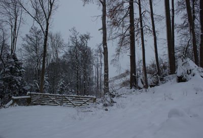 Trees on snow covered landscape