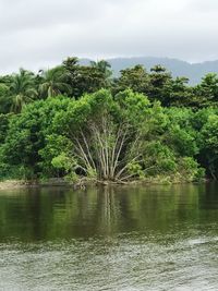 Scenic view of lake by trees against sky