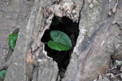 Close-up of tree trunk