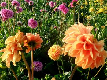 Close-up of flowers in garden