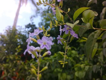 Close-up of purple flowers