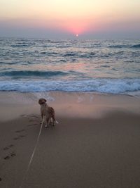 Dog standing at beach against sky during sunset