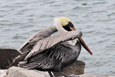 Close-up of pelican on rock by lake