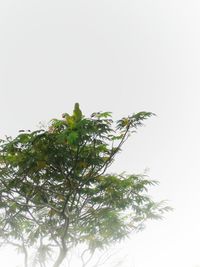 Low angle view of tree against clear sky