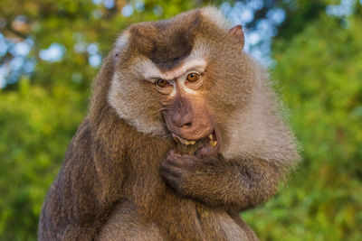 The macaque monkeys of monkey hill, phuket.