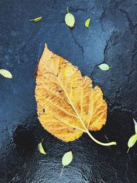 High angle view of yellow maple leaves