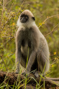 Monkey sitting on tree