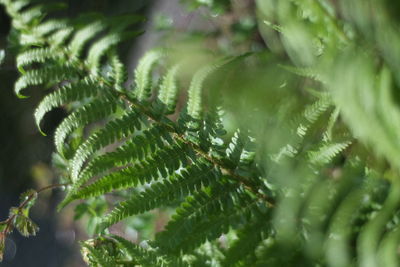 Close-up of fern leaves