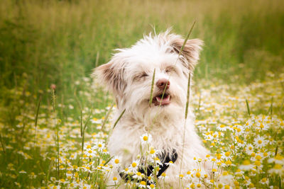 View of dog on field