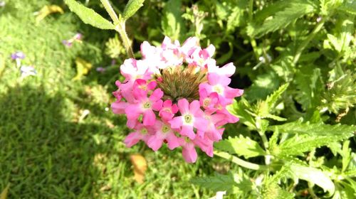 Close-up of pink flowers blooming outdoors