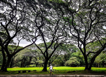 Trees in park against sky