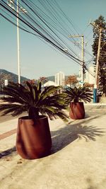 Potted plant on street in city