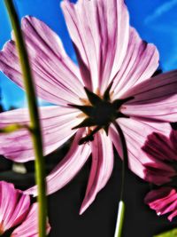 Close-up of pink flowers