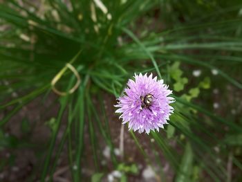 Close-up of purple flower blooming outdoors