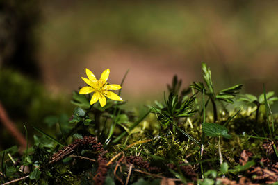 Close-up of yellow flowering plant on field