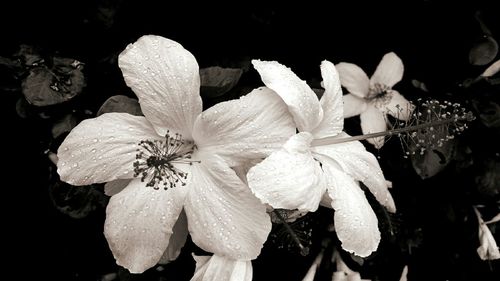 Close-up of white flower