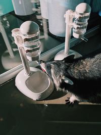 Close-up of cat in container