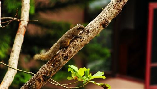 Close-up of lizard perching on tree branch