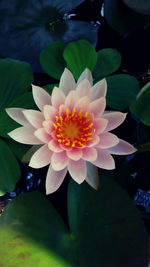 Close-up of lotus water lily blooming outdoors