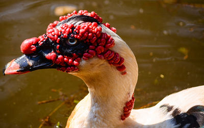 Close-up of red bird