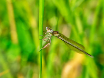 Close-up of damselfly on plant