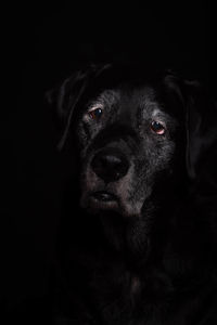 Close-up portrait of black dog