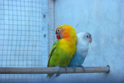 Close-up of parrot perching in cage