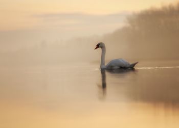 Swan swimming on lake against sky during sunset
