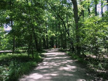 Footpath passing through forest