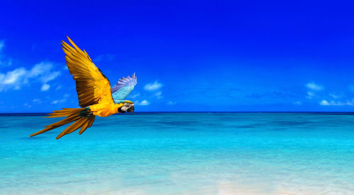 Close-up of bird flying over sea against blue sky