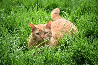 Cat on grass