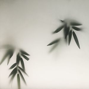 Close-up of plants seen through frosted glass window