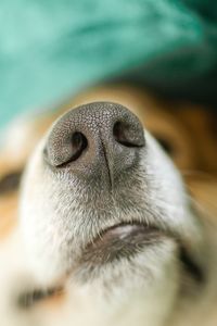 nose