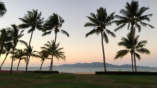 Palm trees at beach against sky