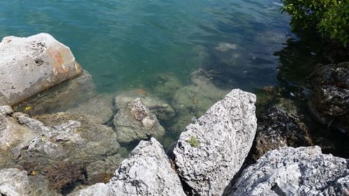 High angle view of crab on rock by sea