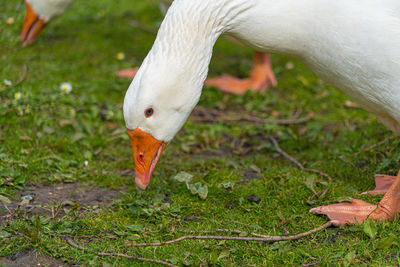 Close up low-level view of embden emden geese. of single goose showing orange beak and blue eye