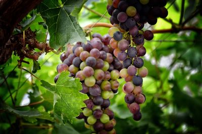 Close-up of grapes growing on vine