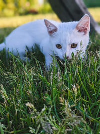 Portrait of cat on field