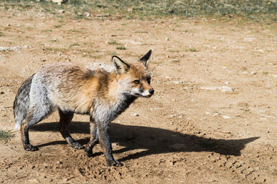 Cat standing on ground