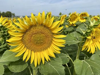 Close-up of sunflower