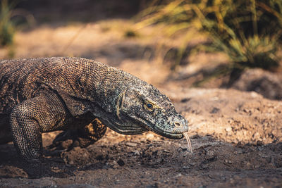 Close-up of komodo dragon on field