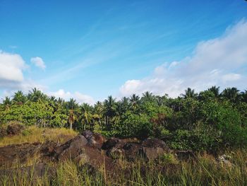 Plants growing on land against sky