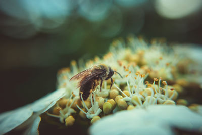 Close-up of bee pollinating on flower