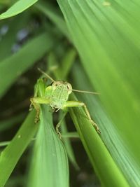 Close-up of insect on leaf