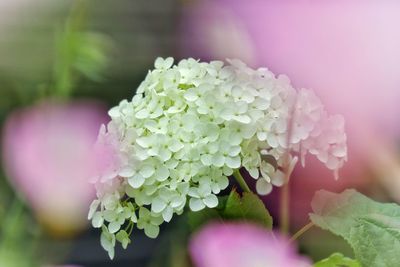 Close-up of pink flowering plant