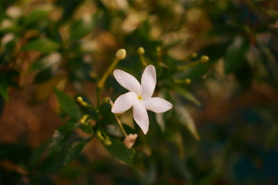 Close-up of white flowering plant