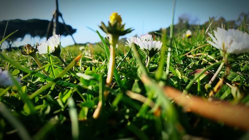 Close-up of plants growing on field against sky