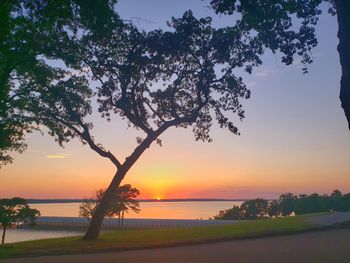 Silhouette tree by sea against sky during sunset