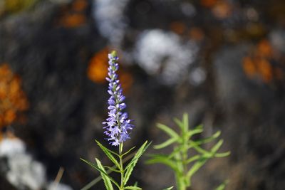 Close-up of flowers blooming outdoors