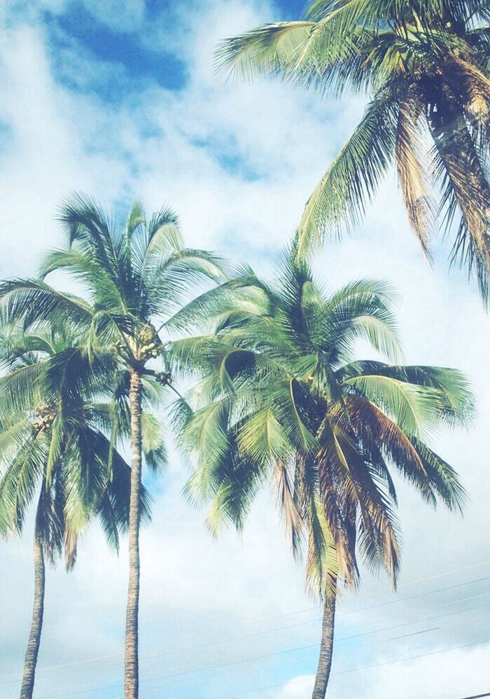 Beach palms